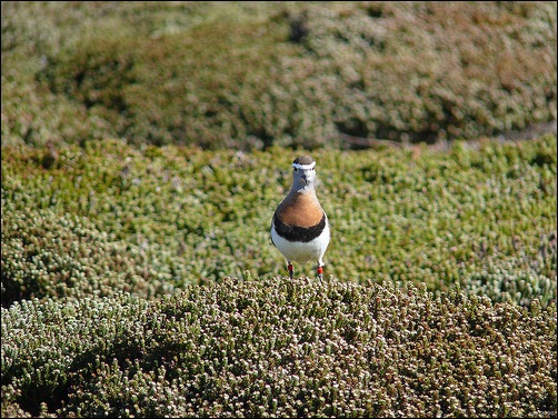Rufous-chested Dotterel man with noname